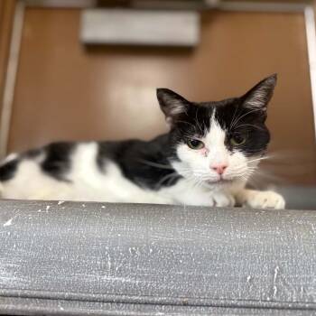 Mildred -  Domestic Short Hair Cat for Adoption in Jacksboro, Tennessee - Mildred | PetCurious