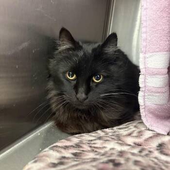 Domestic Short Hair Cats Available for Adoption in Pittsburgh, Pennsylvania - Bullet | PetCurious