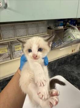 Snowshoe and Siamese Cats Available for Adoption in Woodland, California - *PUFF | PetCurious