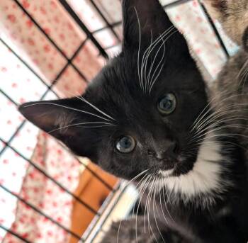 January -  Tuxedo Cat for Adoption in Ypsilanti, Michigan - January | PetCurious