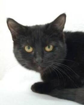 Domestic Short Hair Cats Available for Adoption in Atlanta, Georgia - Nyssa | PetCurious