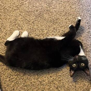 Opal -  Domestic Medium Hair Cat for Adoption in Incline Village, Nevada - Opal | PetCurious