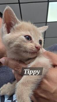 Tippy -  Domestic Short Hair Cat for Adoption in Mount Airy, North Carolina - Tippy | PetCurious