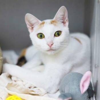 Patagonia -  Domestic Short Hair Cat for Adoption in Atlanta, Georgia - Patagonia | PetCurious