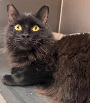 Domestic Long Hair Cats Available for Adoption in Kenai, Alaska - Frigg | PetCurious