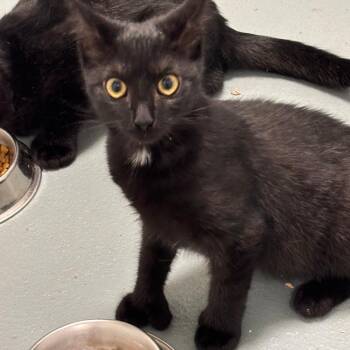 Gertrude -  Domestic Short Hair Cat for Adoption in New York, New York - Gertrude | PetCurious