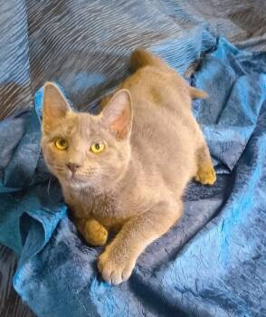 Little Biscuit 744 -  Domestic Short Hair Cat for Adoption - Little Biscuit 744 | PetCurious