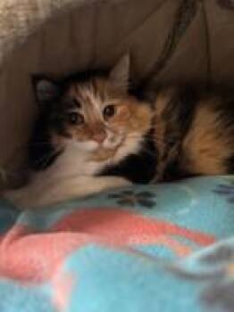 Rescue Domestic Short Hair Cats for Adoption in Manitowoc, Wisconsin - Sundae | PetCurious