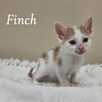 Finch -  Domestic Short Hair Cat for Adoption in Corpus Christi, Texas - Finch | PetCurious
