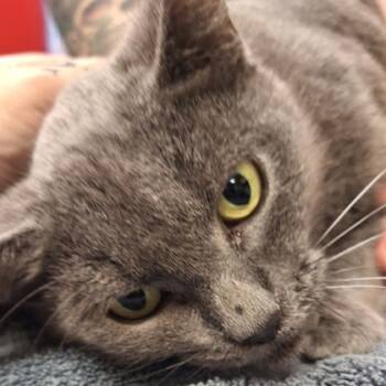 Rescue Domestic Short Hair Cats for Adoption in Kansas City, Missouri - Cherry Limeade | PetCurious