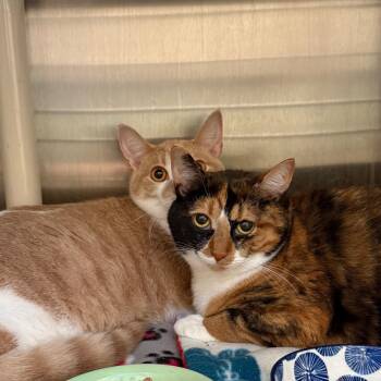 Pumpkin Pie -  Domestic Short Hair Cat for Adoption in Evanston, Illinois - Pumpkin Pie | PetCurious