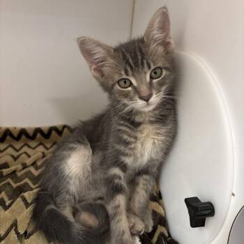 Gus Gus -  Domestic Short Hair Cat for Adoption in Kanab, Utah - Gus Gus | PetCurious