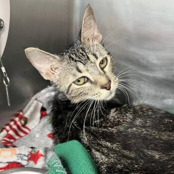 Jude -  Domestic Short Hair Cat for Adoption in Lakeland, Florida - Jude | PetCurious