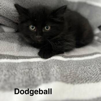 Dodgeball -  Domestic Short Hair Cat for Adoption in Wakefield, Massachusetts - Dodgeball | PetCurious