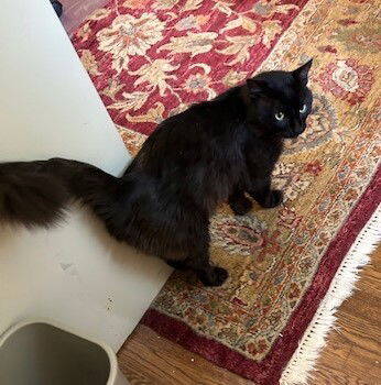 Rescue American Shorthair Cats for Adoption in Atlanta, Georgia - TomTom - Speed Racer | PetCurious