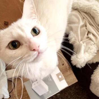Aspen -  Domestic Short Hair Cat for Adoption in Fort Worth, Texas - Aspen | PetCurious