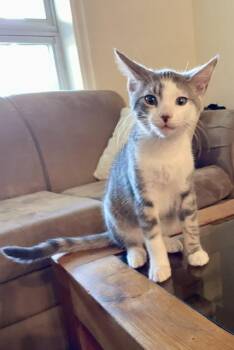 Toast-Must be adopted with Scrambles or a Buddy cat -  Domestic Short Hair Cat for Adoption in Toronto, Ontario - Toast-Must Be Adopted With Scrambles Or A Buddy Cat | PetCurious