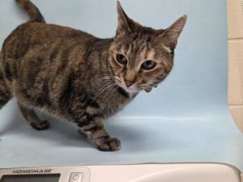 Lily Lu -  Domestic Short Hair Cat for Adoption in Woodbury, Minnesota - Lily Lu | PetCurious