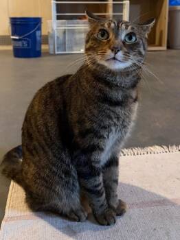 Barley -  Domestic Short Hair Cat for Adoption - Barley | PetCurious
