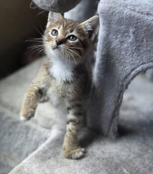 Oliver -  Domestic Short Hair Cat for Adoption in Lenoir City, Tennessee - Oliver | PetCurious