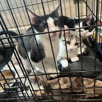 FERN -  Domestic Short Hair Cat for Adoption in Huntington, New York - FERN | PetCurious