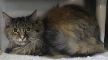 SUSIE Q -  Tortoiseshell Cat for Adoption in Taunton, Massachusetts - SUSIE Q | PetCurious