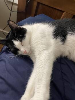 Bud -  Domestic Short Hair Cat for Adoption in Albany, New York - Bud | PetCurious