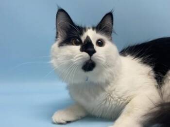 Sullivan -  Domestic Long Hair and Domestic Short Hair Cat for Adoption in Woodbury, Minnesota - Sullivan | PetCurious