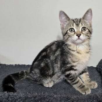 Vesper -  Domestic Short Hair Cat for Adoption in Guelph, Ontario - Vesper | PetCurious