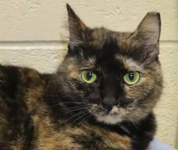Tortoiseshell Cats Available for Adoption in Euclid, Ohio - Stormy | PetCurious