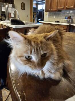 Rescue Domestic Long Hair Cats for Adoption in Thatcher, Arizona - Tiger Lily | PetCurious