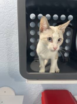 Rescue Domestic Short Hair Cats for Adoption in Jemez Pueblo, New Mexico - Vino | PetCurious