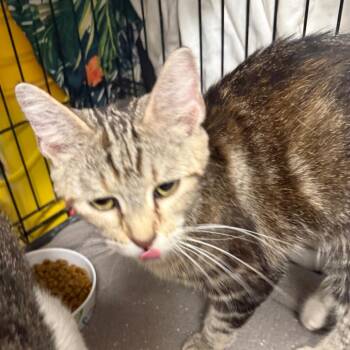 Patches -  Domestic Short Hair Cat for Adoption in Normal, Illinois - Patches | PetCurious