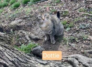 Dottie -  Domestic Short Hair Cat for Adoption in Olney, Illinois - Dottie | PetCurious