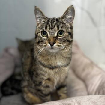 Tabby Cats Available for Adoption - BIJOU | PetCurious
