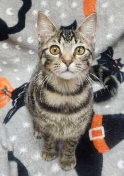 Rescue Domestic Short Hair Cats for Adoption in Little Rock, Arkansas - Kitty Kale | PetCurious