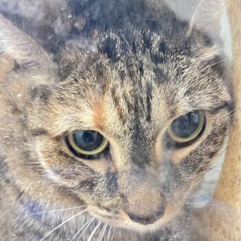 Luna Poona -  Domestic Short Hair Cat for Adoption in Philadelphia, Pennsylvania - Luna Poona | PetCurious