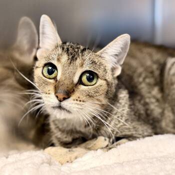 Deetie -  Domestic Short Hair Cat for Adoption in Stafford Township, New Jersey - Deetie | PetCurious