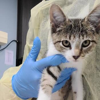 Leon -  Domestic Short Hair Cat for Adoption in Oak Park, Illinois - Leon | PetCurious