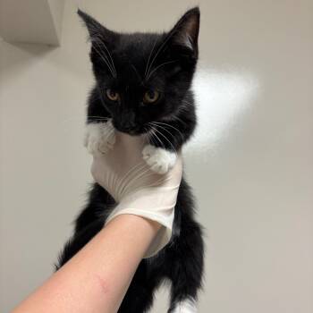 Rescue Domestic Short Hair Cats for Adoption in Reno, Nevada - Hermes | PetCurious