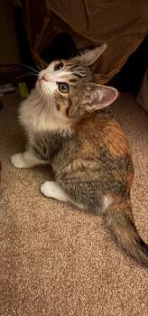Domestic Short Hair Cats Available for Adoption in Minneapolis, Minnesota - Rachel | PetCurious