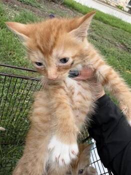 Domestic Short Hair Cats Available for Adoption in Houston, Texas - A654995 | PetCurious