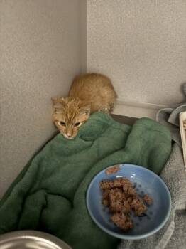 DRACO -  Domestic Short Hair Cat for Adoption in Loveland, Colorado - DRACO | PetCurious