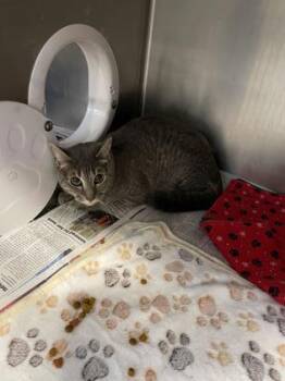 Domestic Short Hair Cats Available for Adoption in Daytona Beach, Florida - Lavender | PetCurious