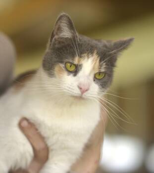 Rescue Domestic Short Hair Cats for Adoption in Mount Pleasant, Pennsylvania - Posey | PetCurious