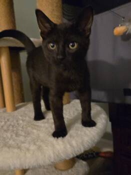 Mitchell -  Domestic Short Hair Cat for Adoption in Walled Lake, Michigan - Mitchell | PetCurious