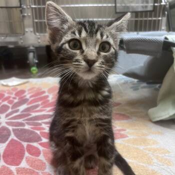 Allison -  Domestic Short Hair Cat for Adoption in Flagstaff, Arizona - Allison | PetCurious