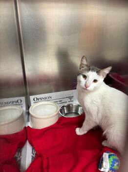 Domestic Short Hair Cats Available for Adoption in Findlay, Ohio - Wally | PetCurious