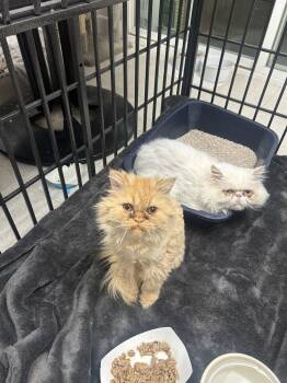 Cici -  Persian Cat for Adoption in Ontario, California - Cici | PetCurious