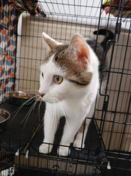 Domestic Short Hair Cats Available for Adoption in Ladysmith, Wisconsin - Lasso | PetCurious